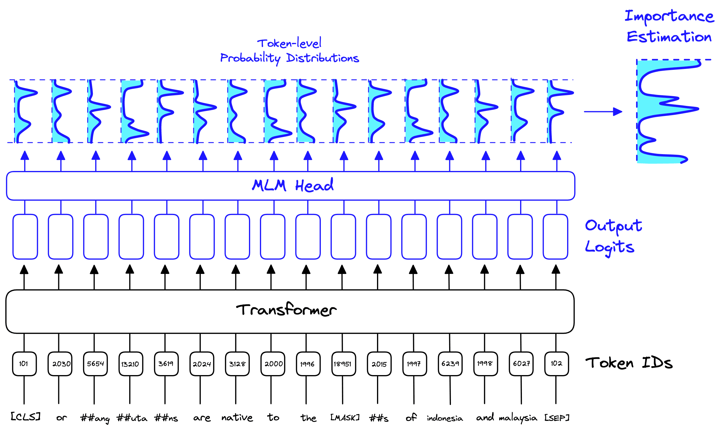 The MLM head gives us a probability distribution for each token, whether or not they have been masked. These distributions are aggregated to give the importance estimation.