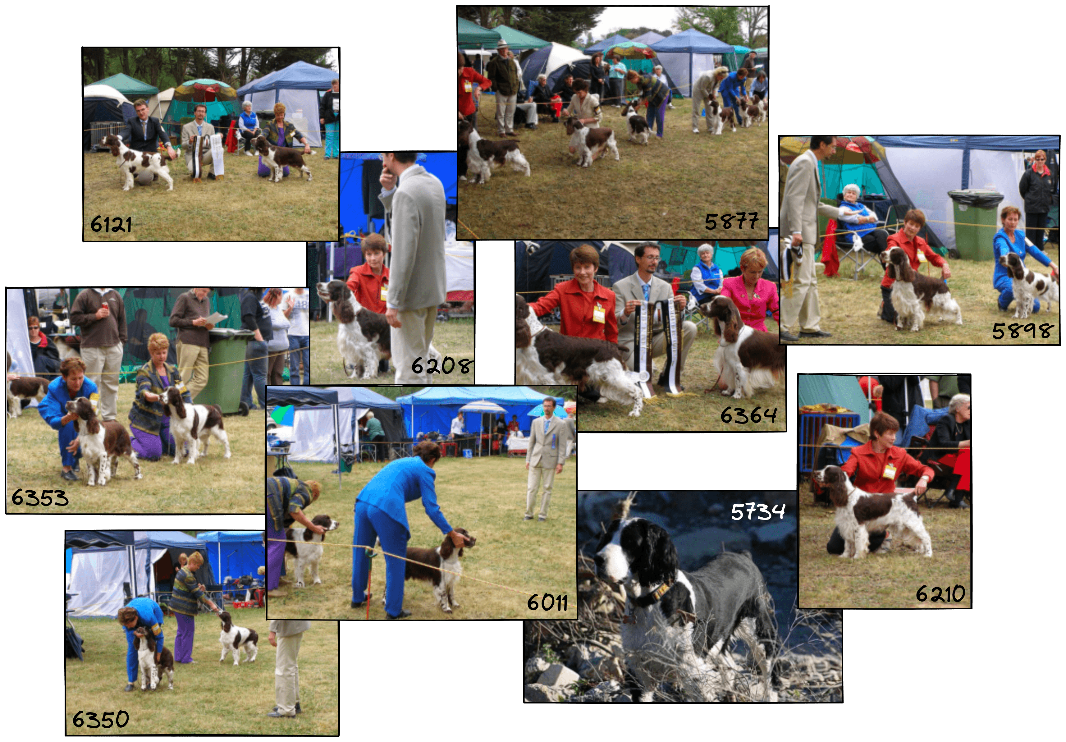 Dog show results