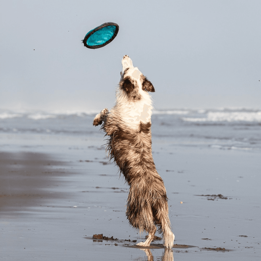 Dog catching a frisbee