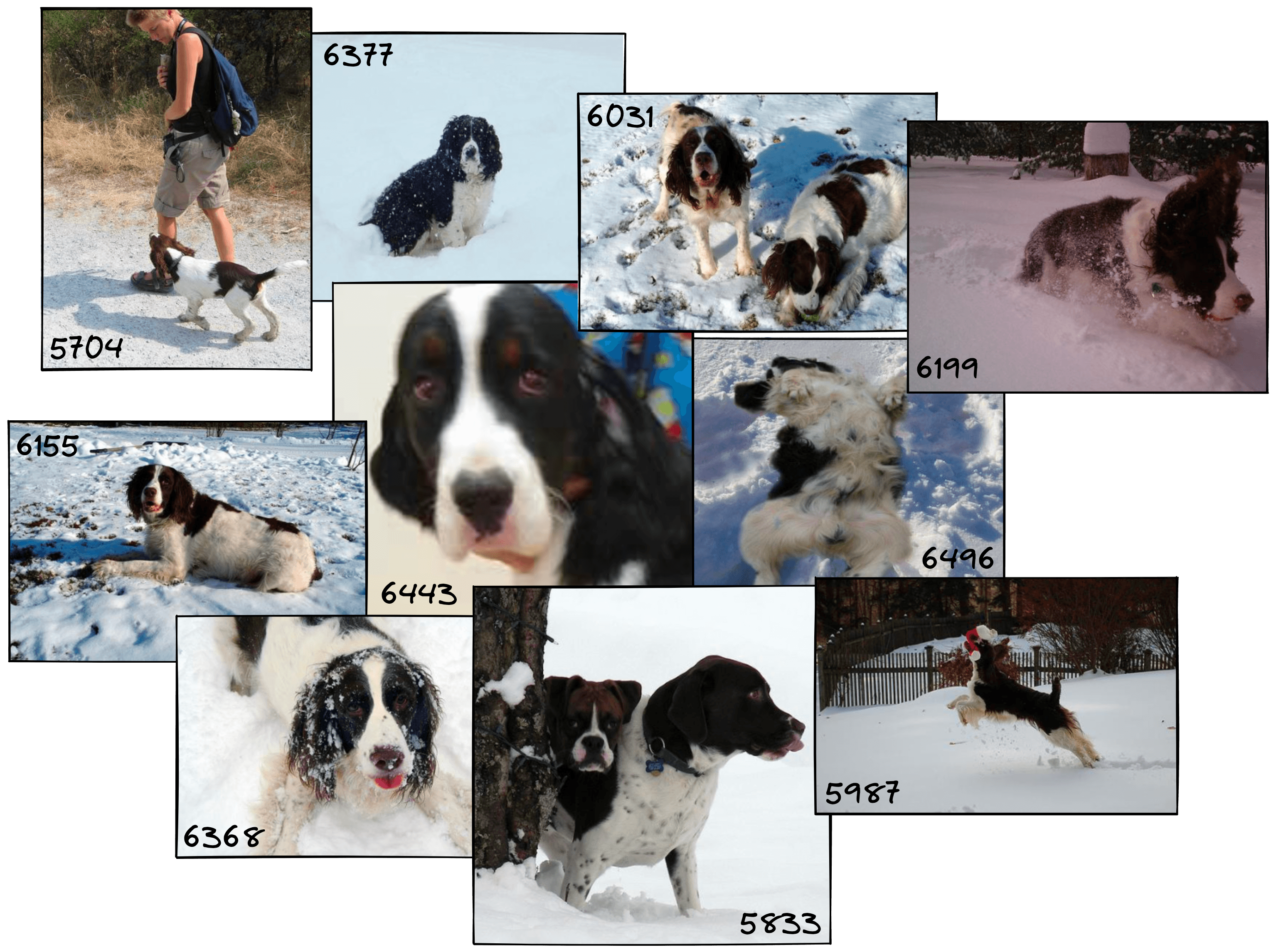 Dogs in snow results