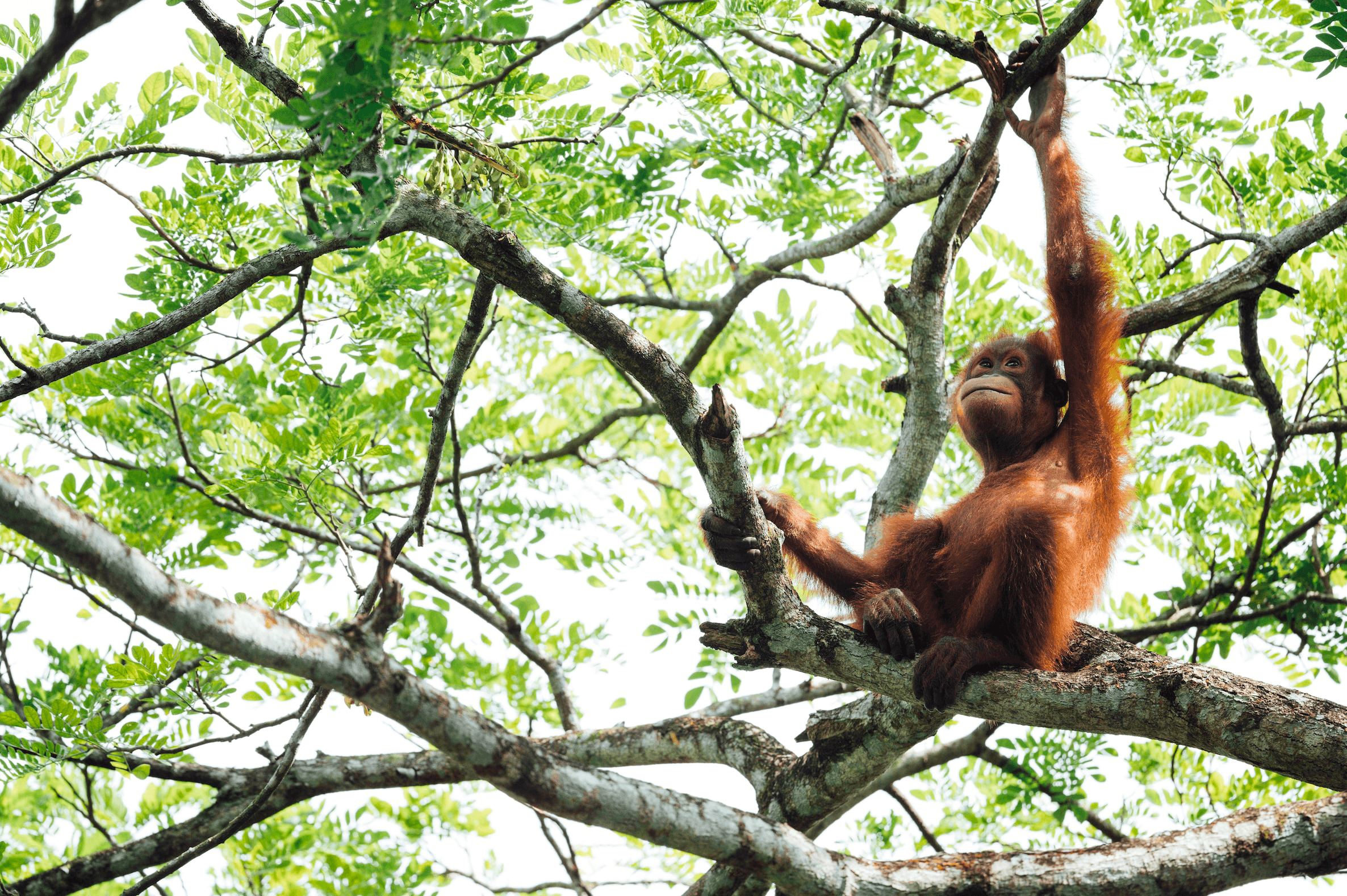 orangutan