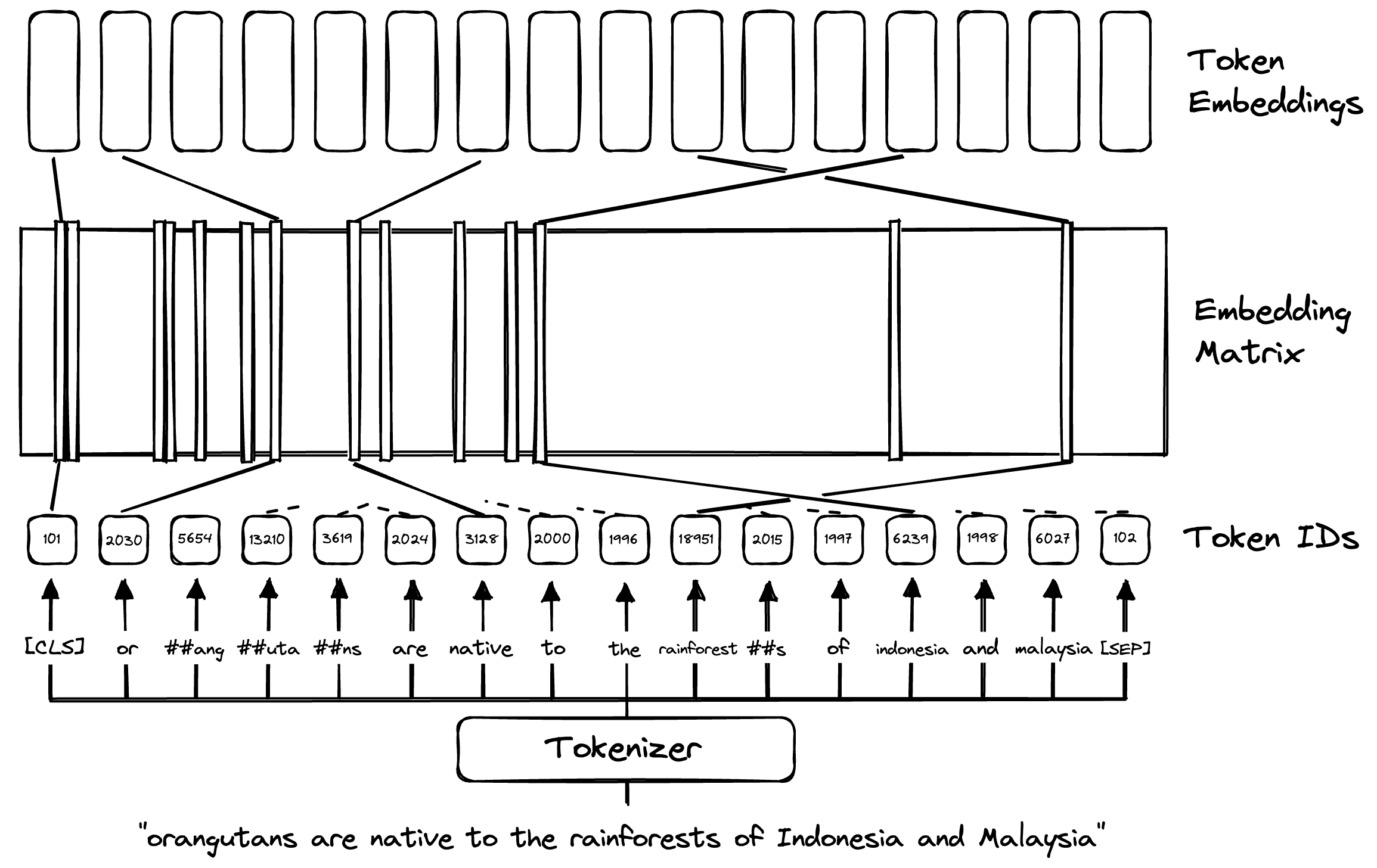 Token IDs are mapped to learned token embeddings within the embedding matrix.