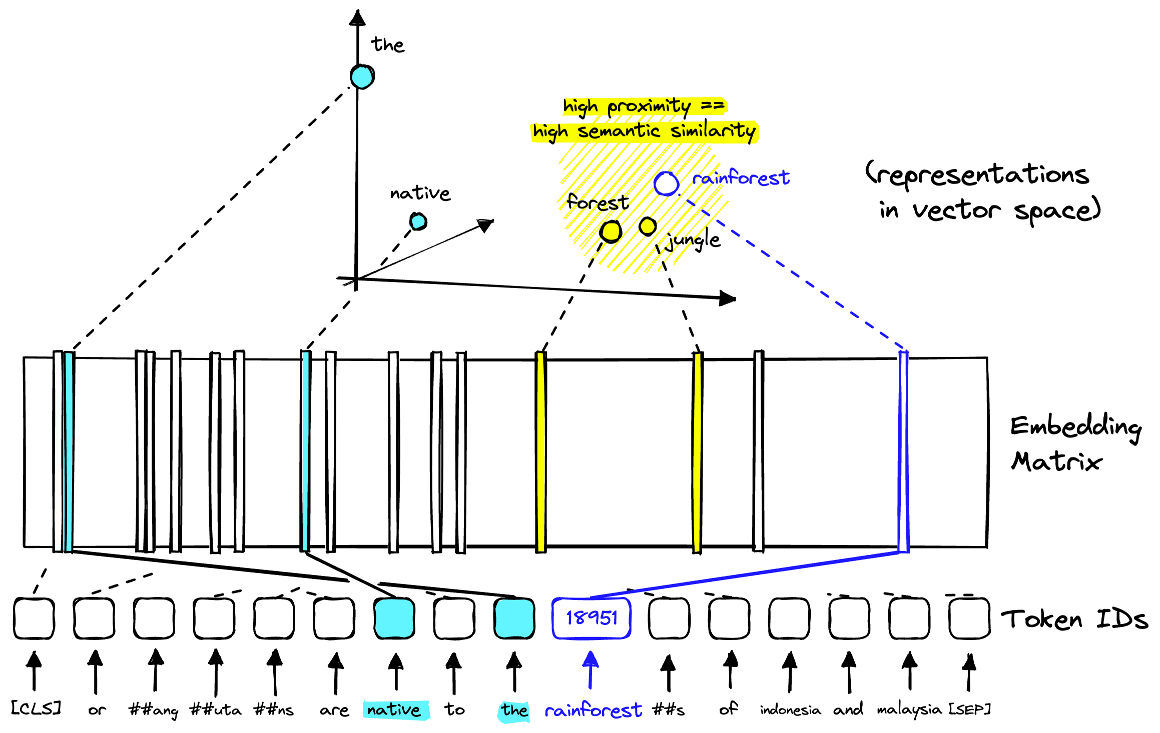 The vectors of the embedding matrix each represent a token within a meaningful vector space.