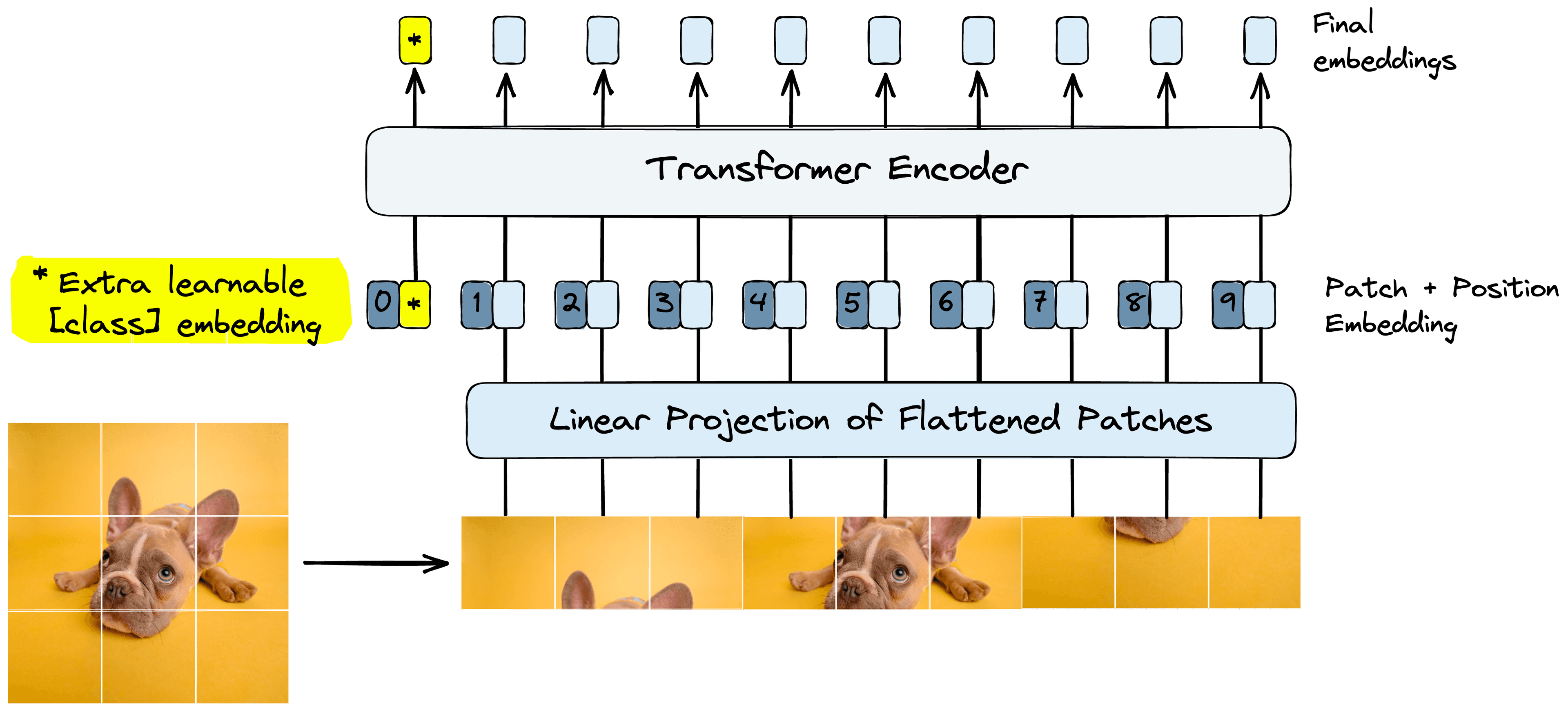 ViT process with the learnable class embedding highlight (left).
